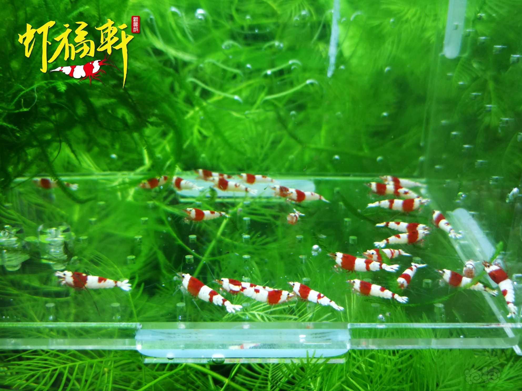 【虾】2022-10-08#RMB拍卖#系统红白苗30只-图4