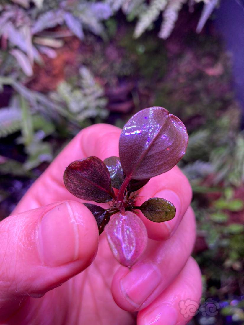 圆叶,迷你叶辣椒榕-图1