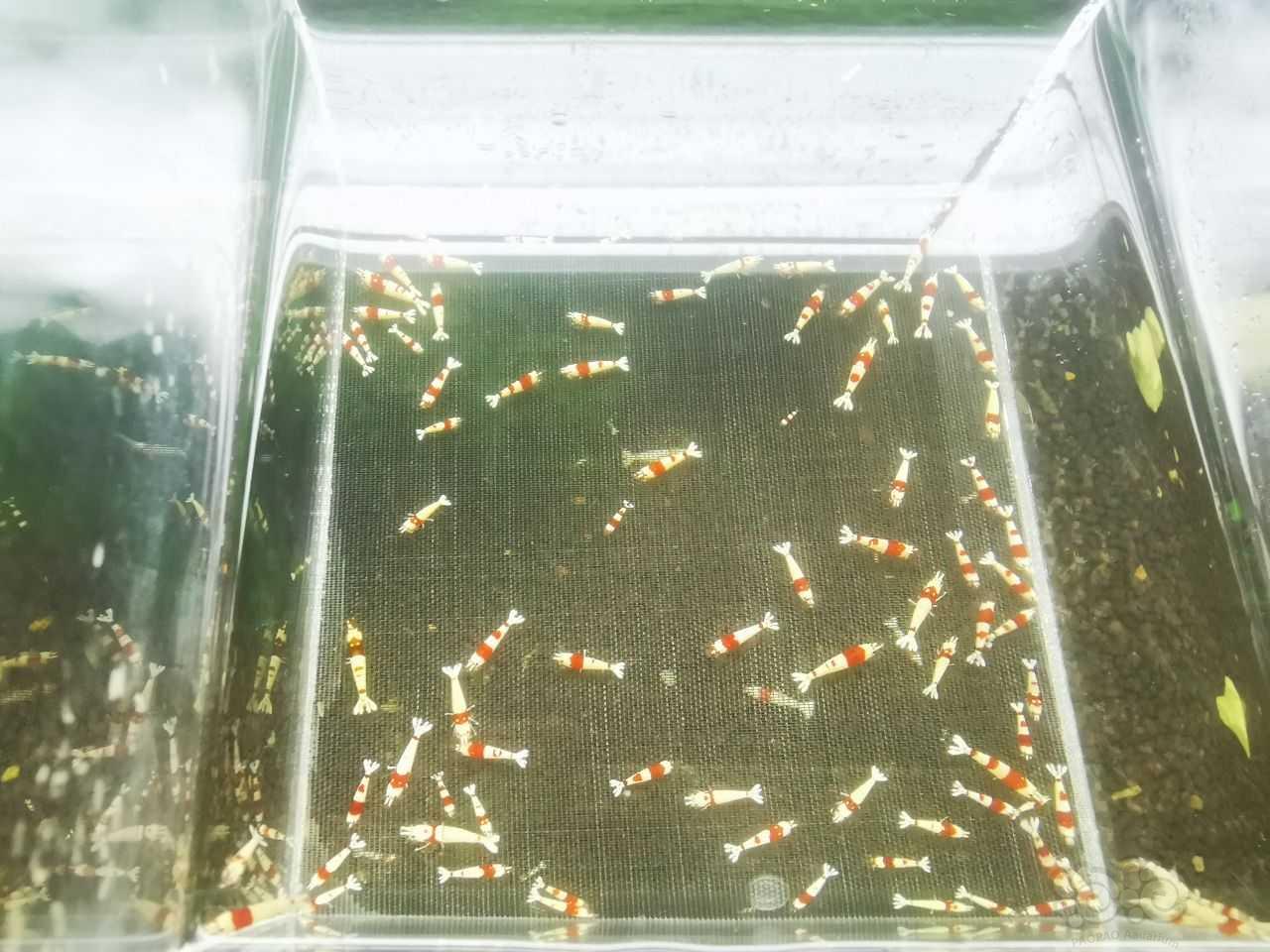 【虾】2022-10-23#RMB拍卖红白幼虾 一组100只-图2