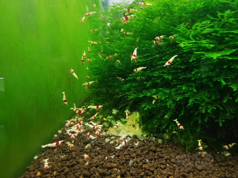 【虾】2022-10-02#RMB拍卖红白幼虾一组100只-图1