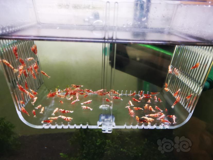 【虾】2022-10-05#RMB拍卖淘汰虾一组100只-图2