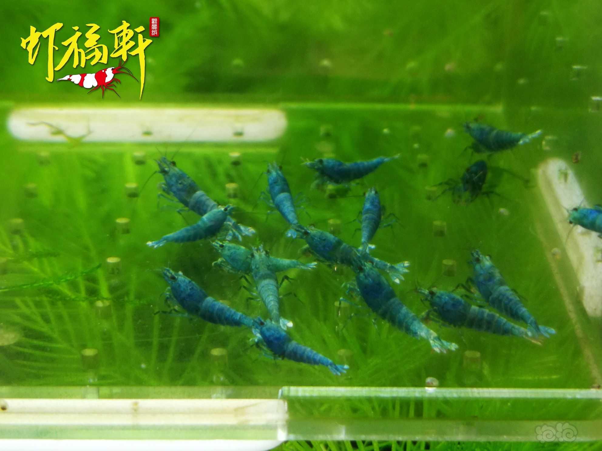 【虾】2022-10-07#RMB拍卖蓝金刚小苗16只-图1