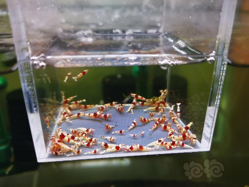 【虾】2022-10-20#RMB拍卖红白幼虾一组100只-图3