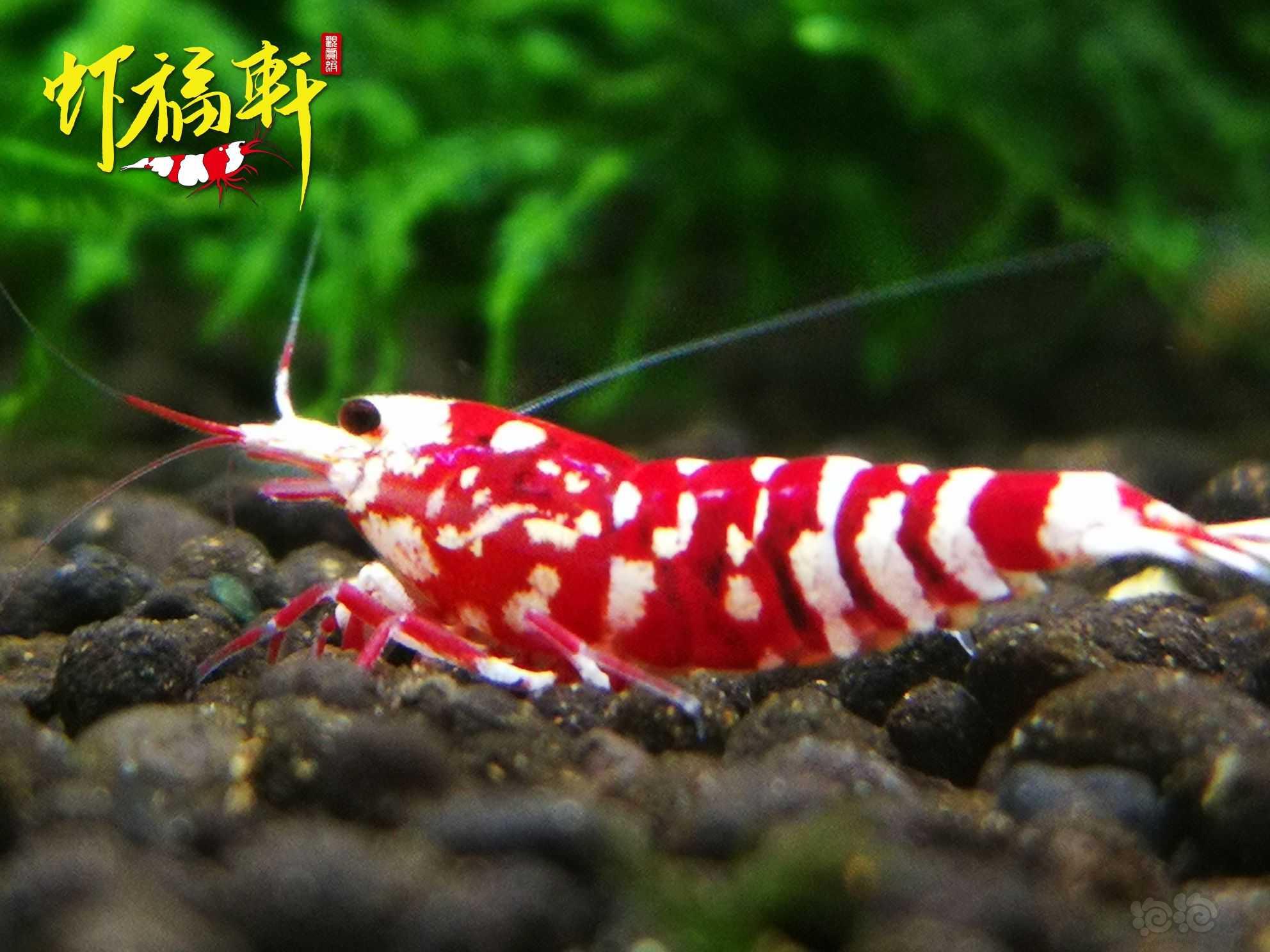 【虾】2022-10-03#RMB拍卖#品质红花虎2只-图4