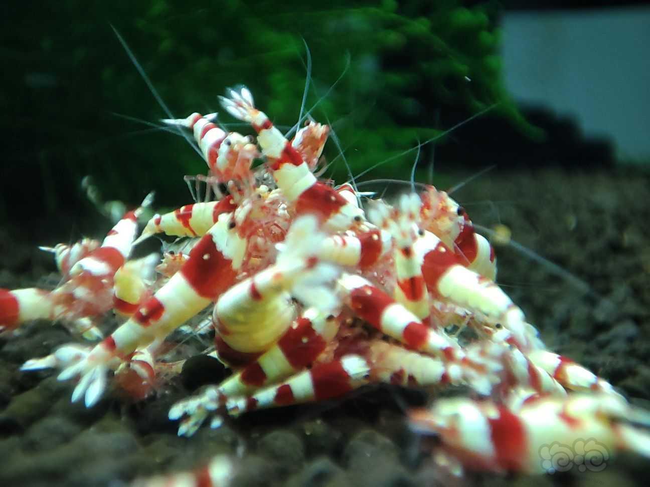 【水晶虾】出售纯血红白水晶虾-图5