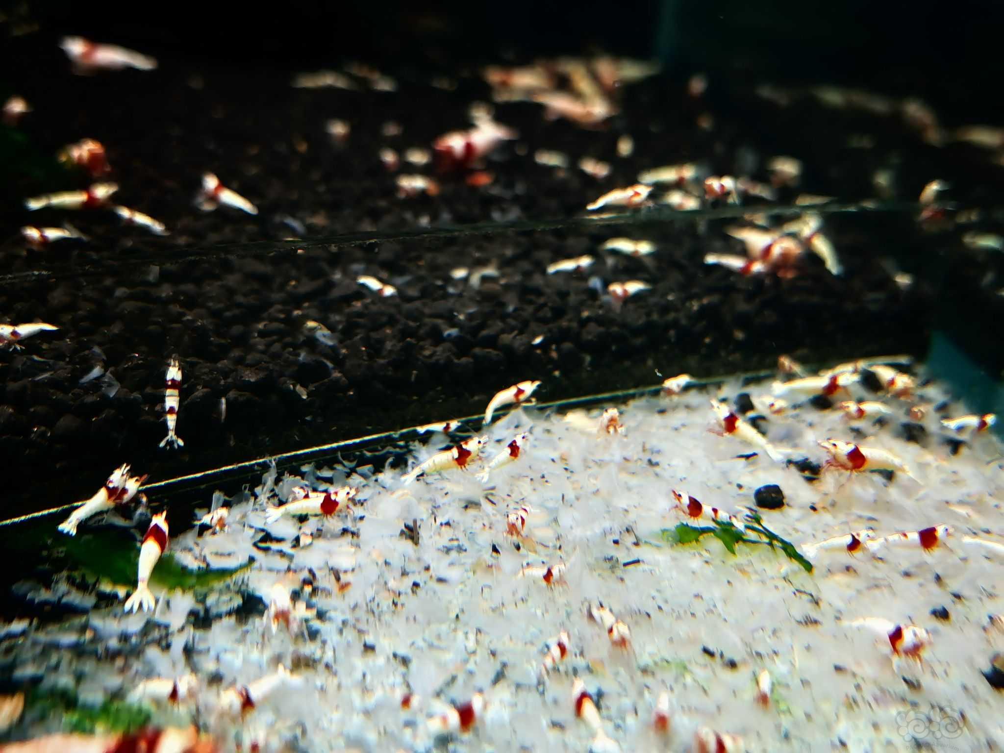 【水晶虾】出纯血红白5百只-图4