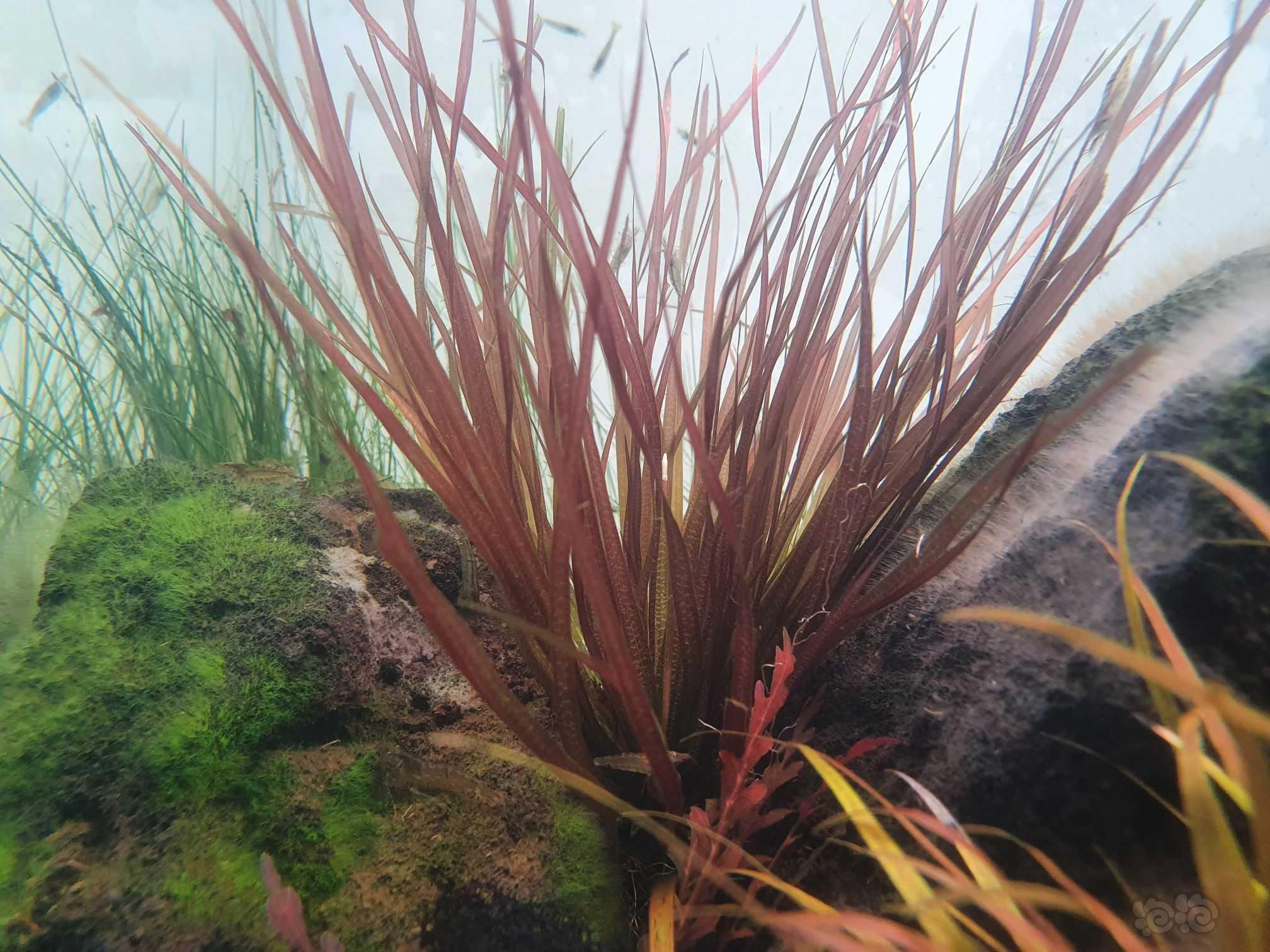 红箦藻和日本箦藻发色区别-图1