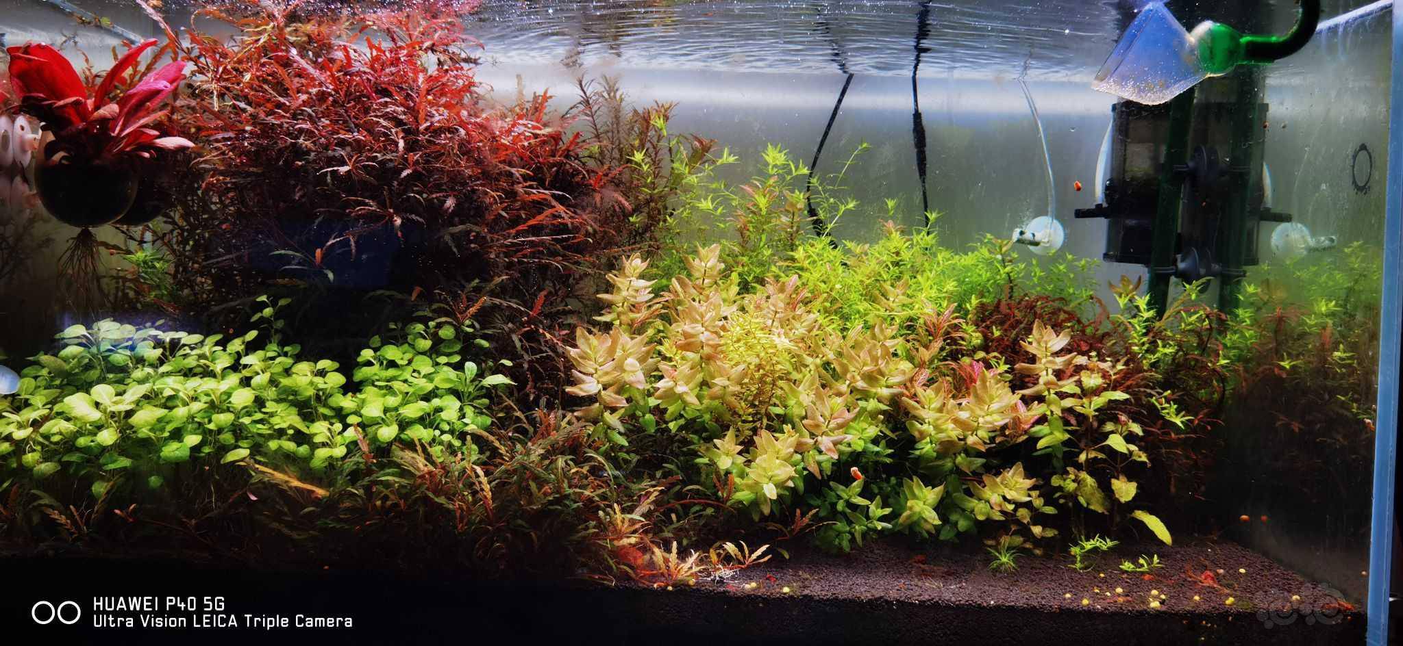 极乐鸟,羽裂,血心兰,宫廷38包邮-图4