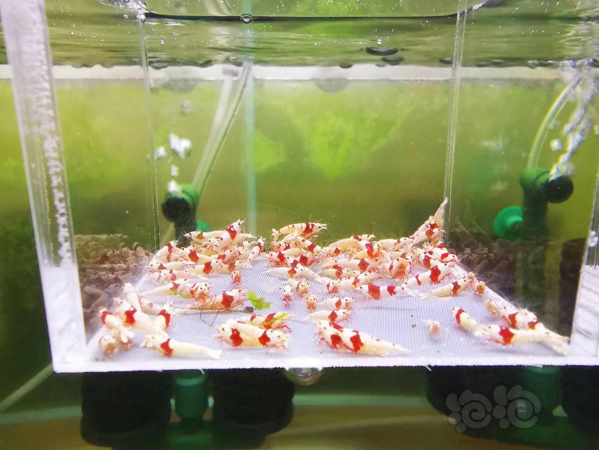 【虾】2022-10-10#RMB拍卖红白幼虾一组100只（2）-图3