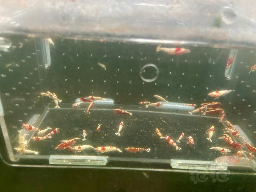 【虾】2022-10-22#RMB拍卖红白和红银河水晶虾一份60只-图2