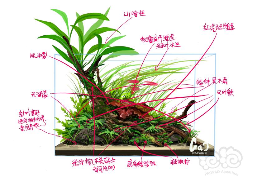 水草造景以及种植设计-图3