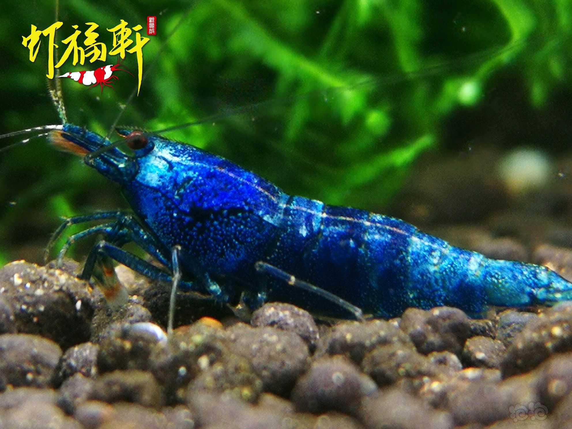【虾】2022-10-08#RMB拍卖#蓝金刚繁殖组5只-图2