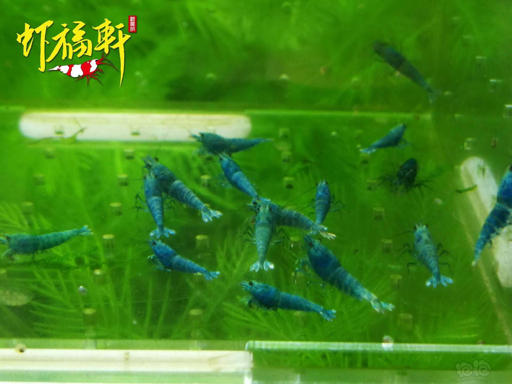 【虾】2022-10-07#RMB拍卖蓝金刚小苗16只-图3