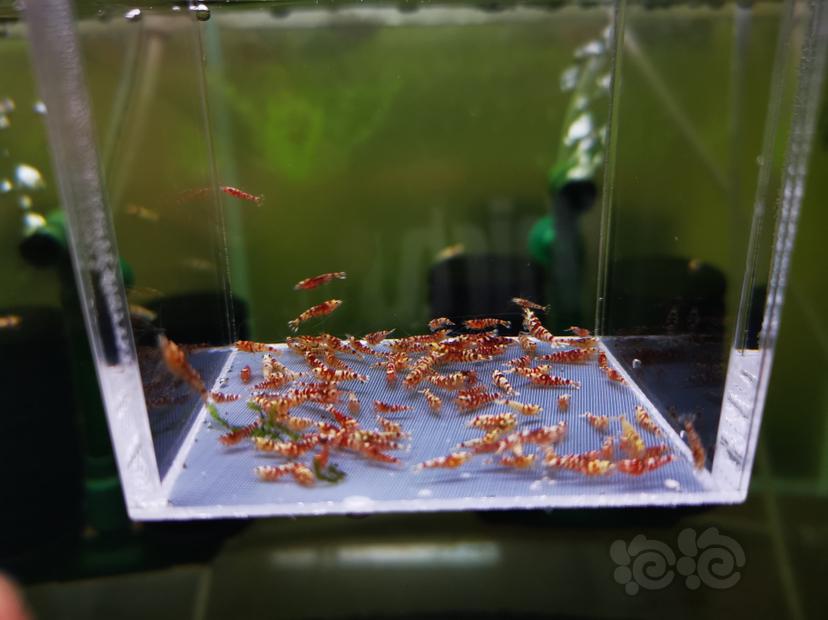 【虾】2022-10-06#RMB拍卖红花虎幼虾一组100只-图2