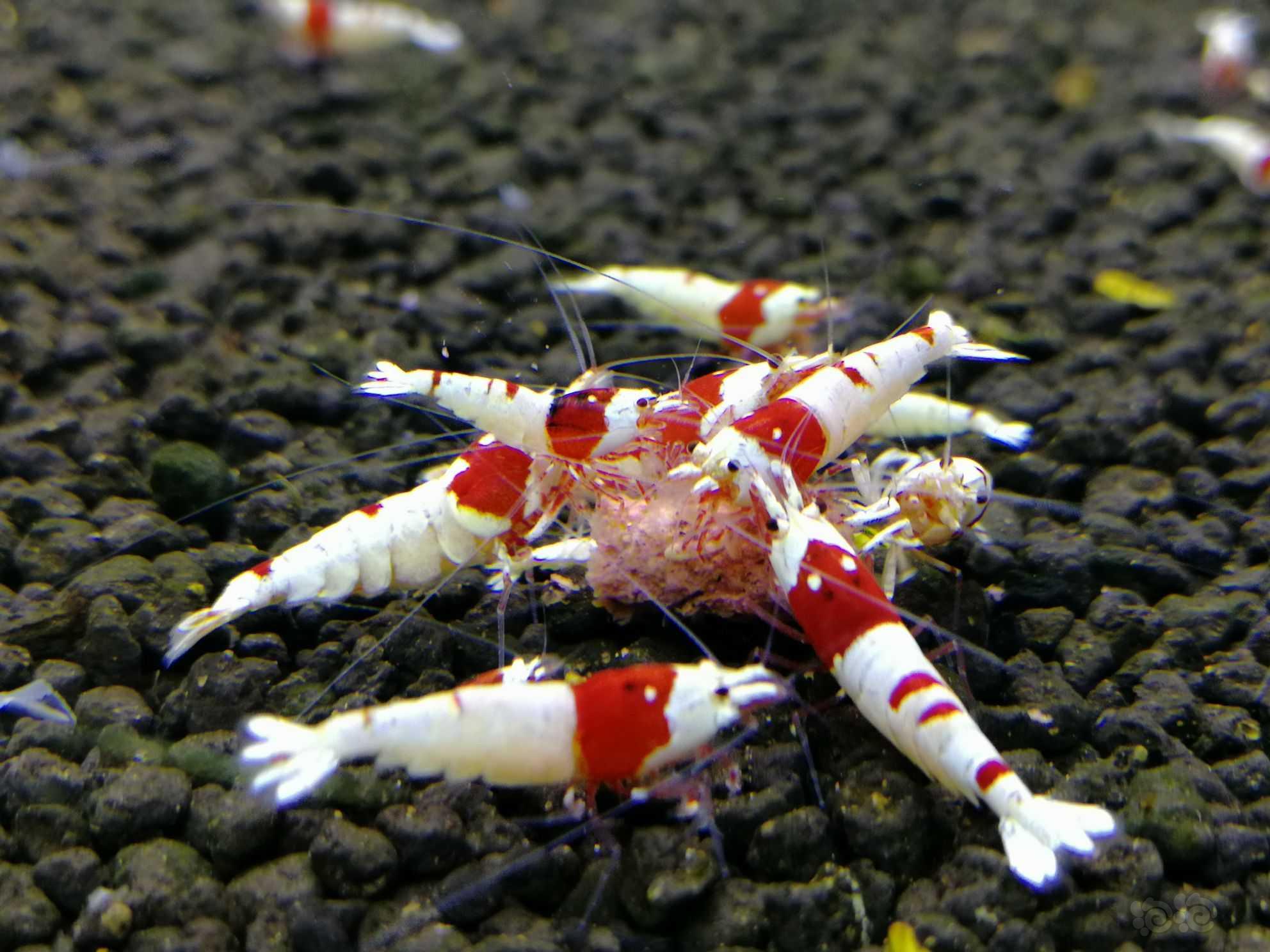 纯血红白水晶虾-图3