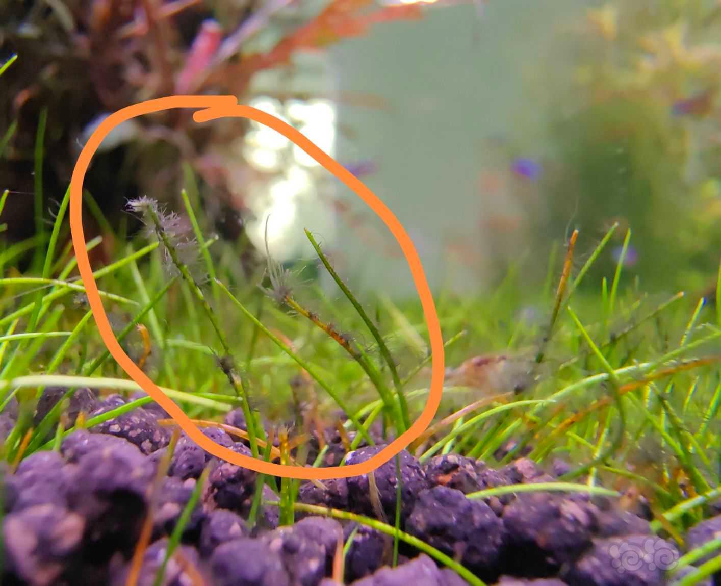 请问这是什么藻？怎么治？-图1
