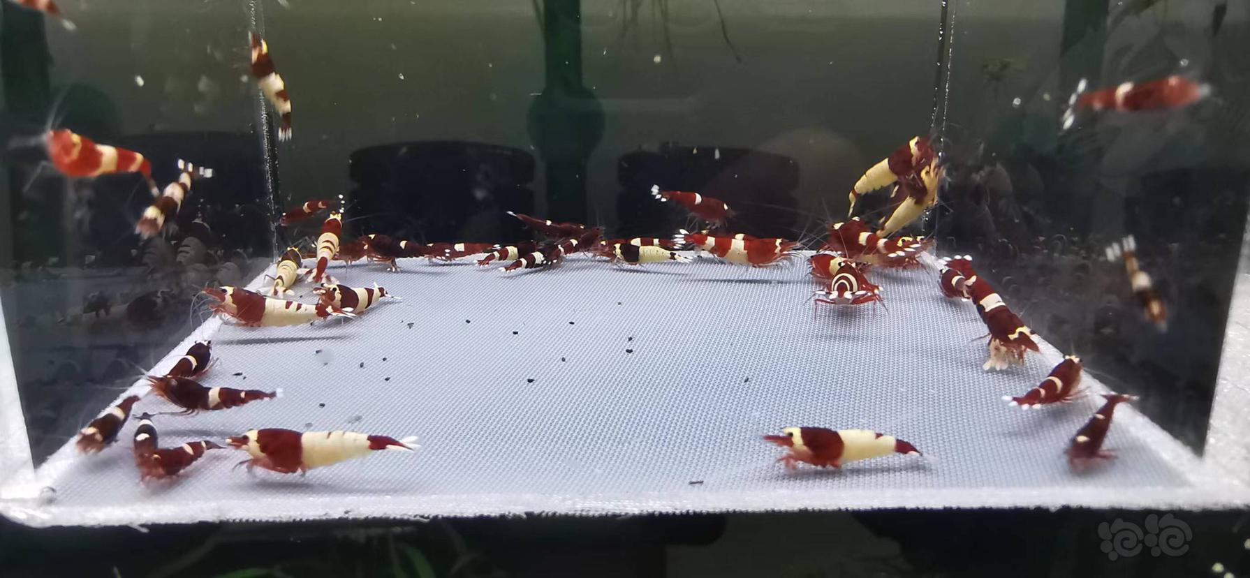 【虾】2022-11-14#RMB拍卖酒红水晶虾一份50只-图3