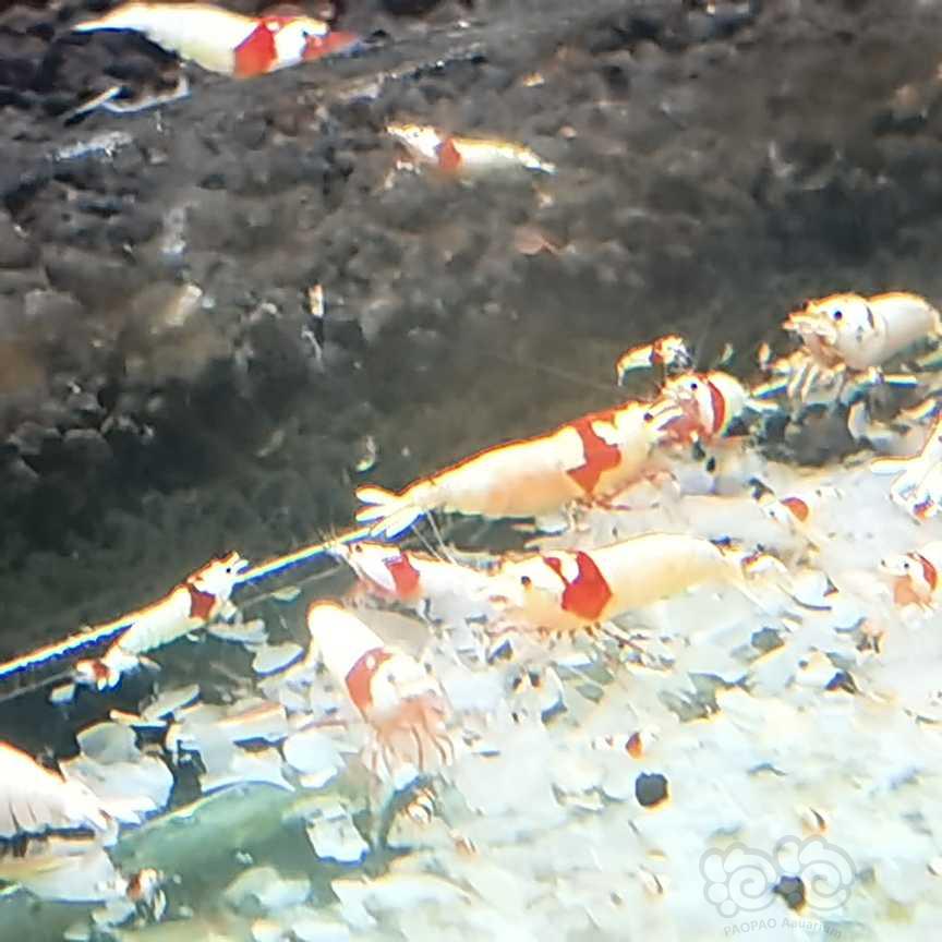 【虾螺】出纯血红白就剩两组2百只了，要的速度-图5