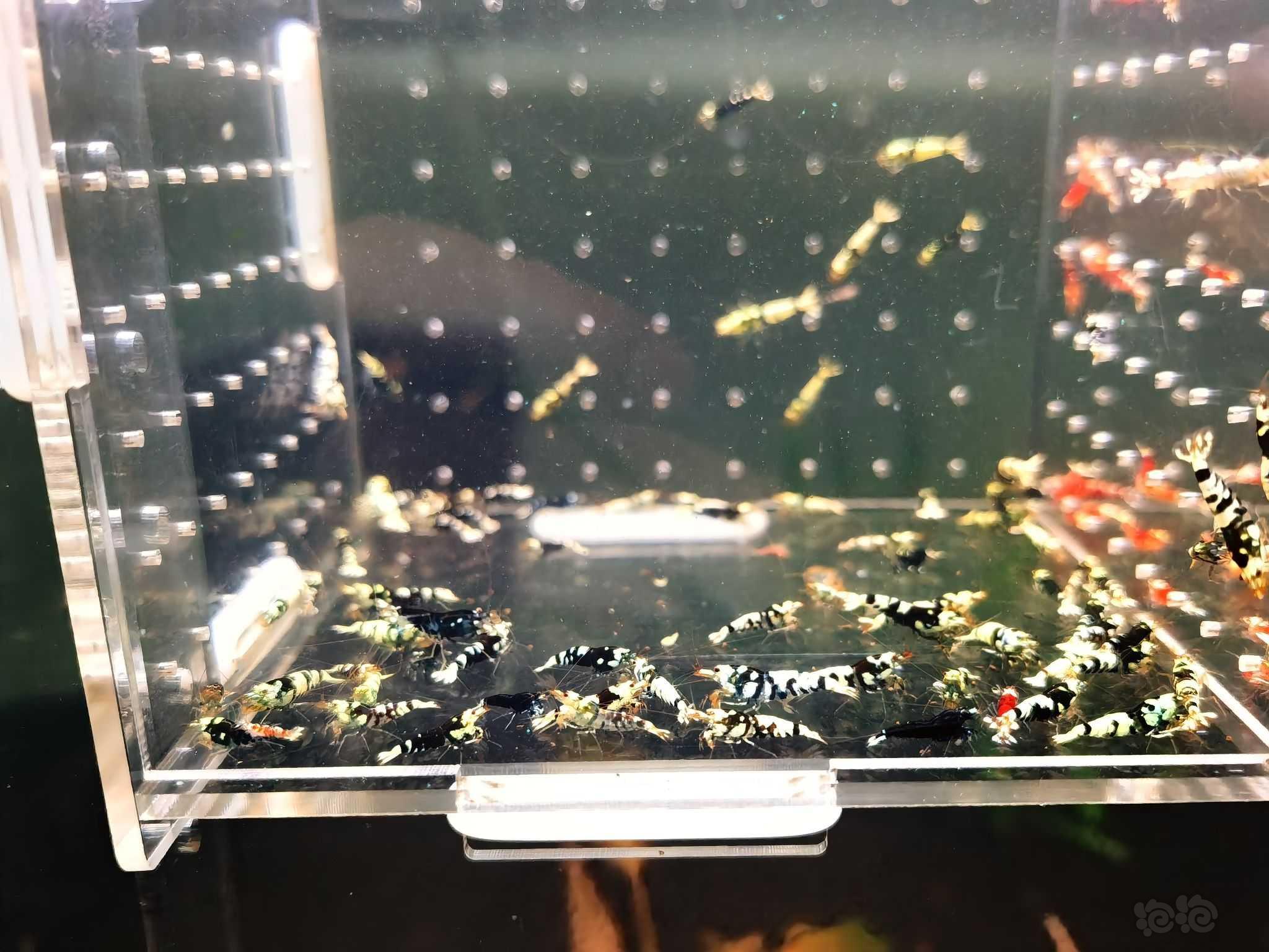 【虾螺】出售淘汰红黑花虎2百一组-图8