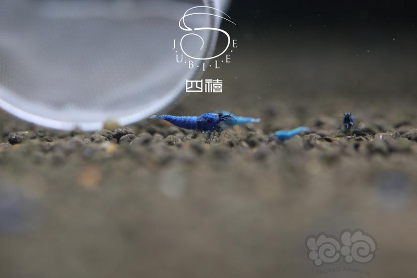 【虾】2022-11-05#RMB拍卖蓝金刚五只-图1