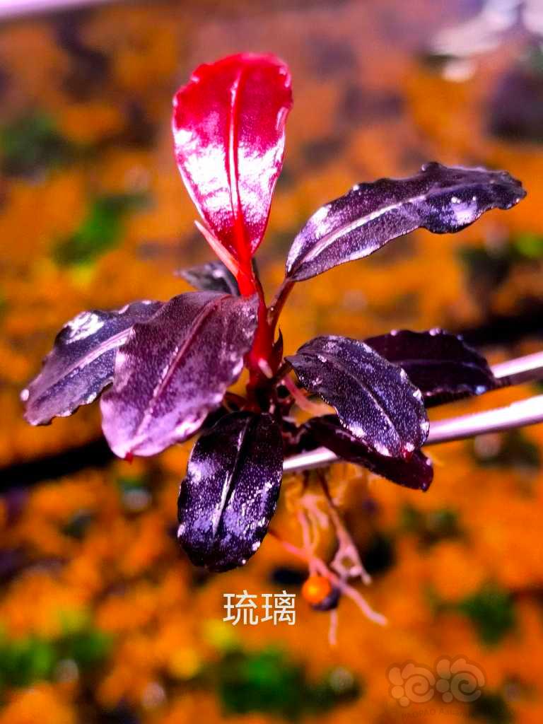 【水草】2022-11-12#RMB拍卖#直立生长卡佩特丛等三个品种-图5