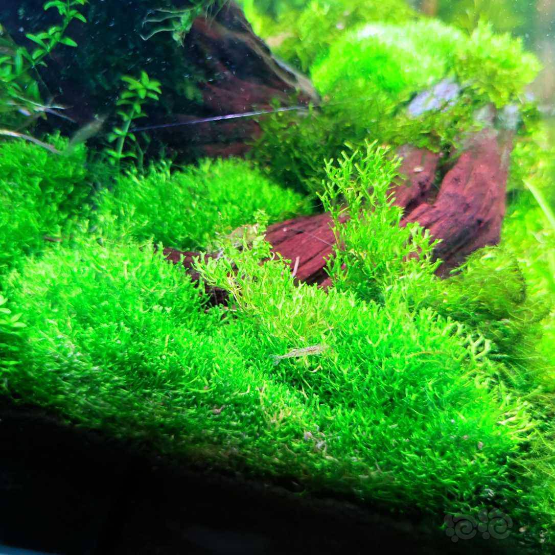 【出售】鹿角苔 4坨 35包邮 整片出不是散的-图3