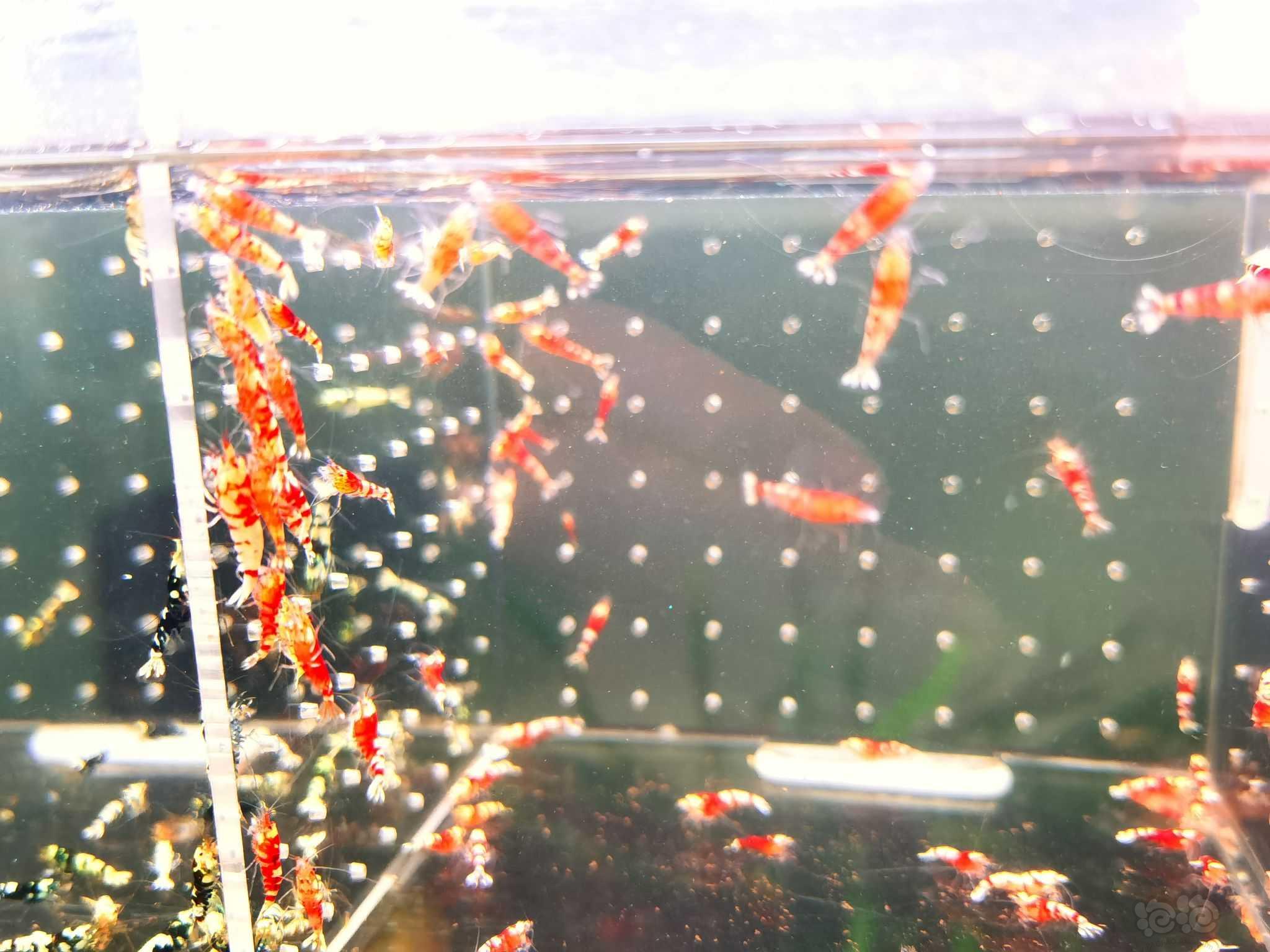 【虾螺】出售淘汰红黑花虎2百一组-图5