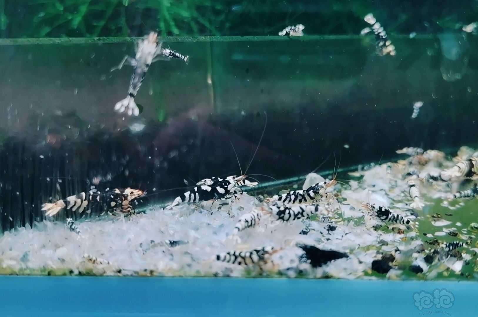 【水晶虾】黑花虎清缸30一只-图3