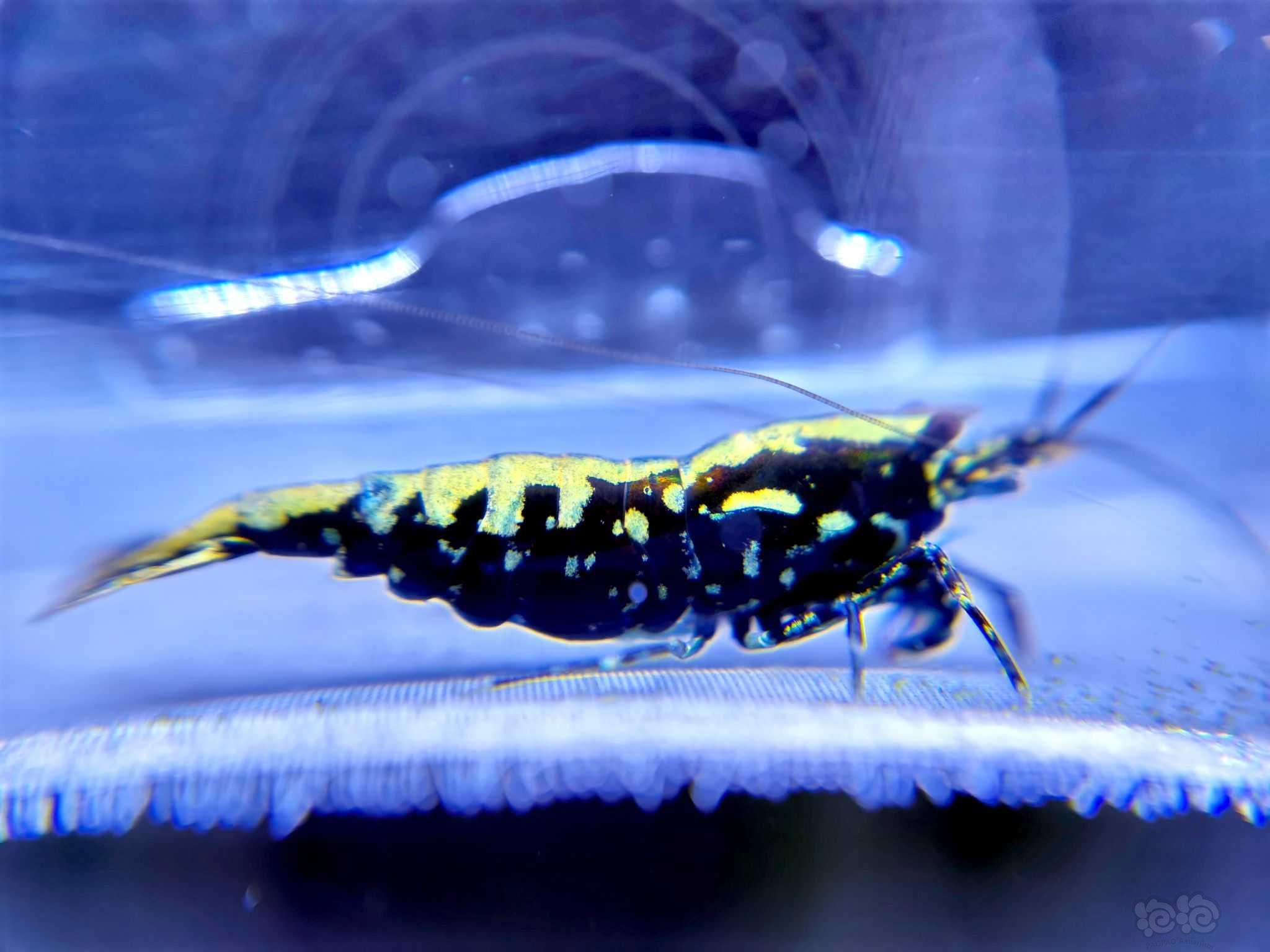 【水晶虾】出蓝蟒纹水晶虾-图4
