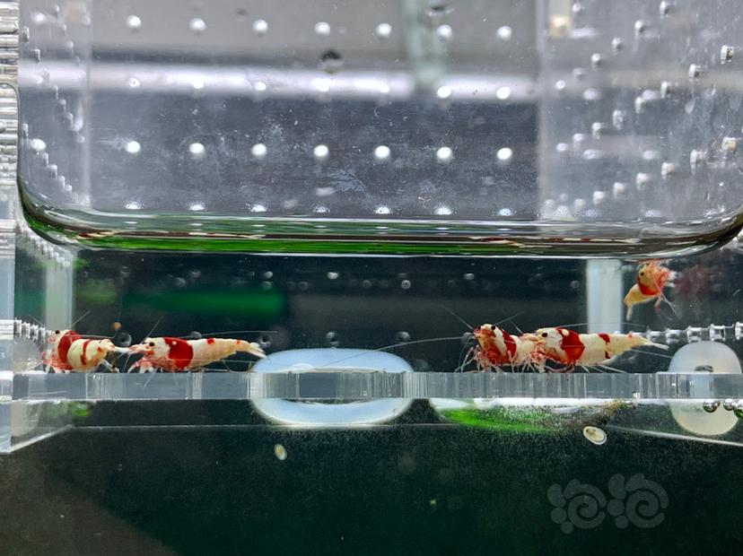 【虾】2022-11-17#RMB拍卖纯血红白水晶虾5只-图7