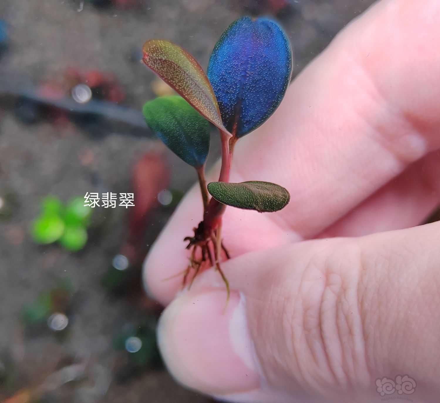 【水草】2022-11-14#RMB拍卖# 经典花溪海，绿翡翠，红野-图5