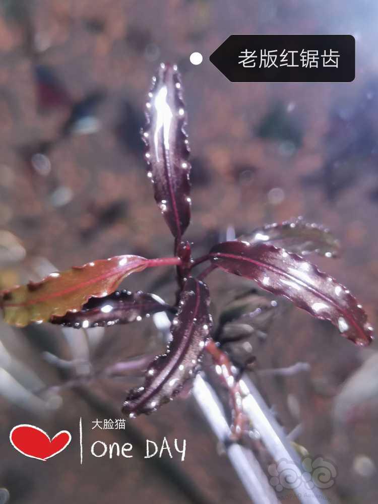 【水草】2022-11-1#RMB拍卖# 老版红锯齿，卡尤拉佩斯-图1