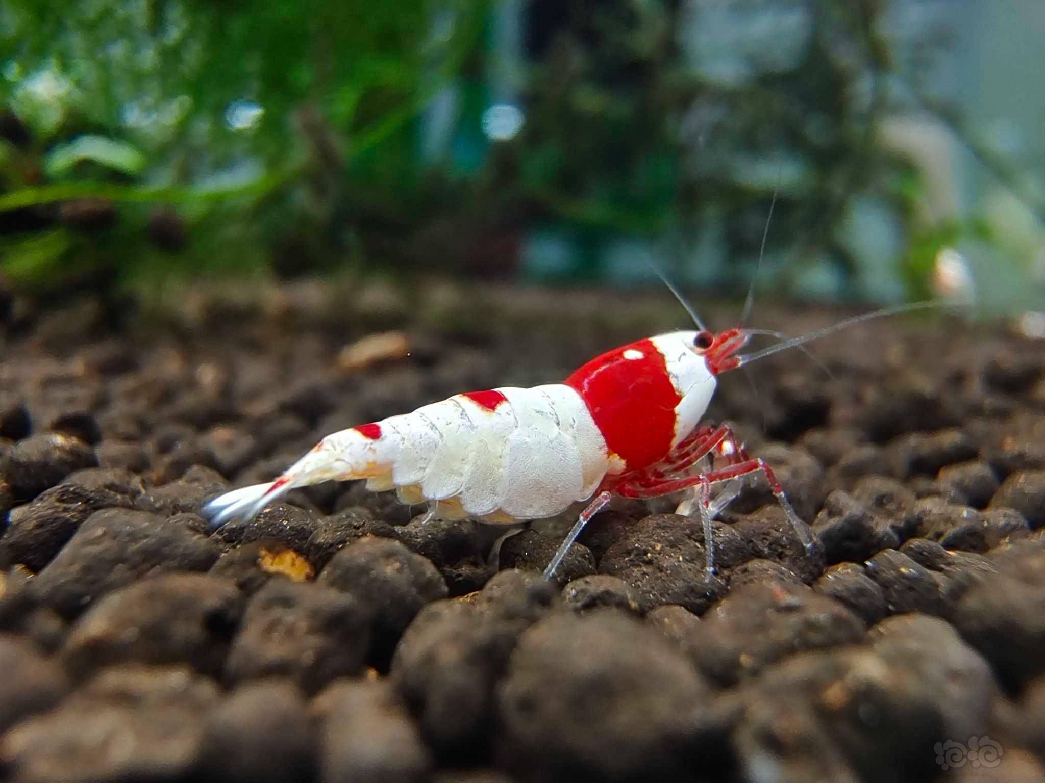 2022-11-10#rmb拍卖系统红白水晶虾4只-图7