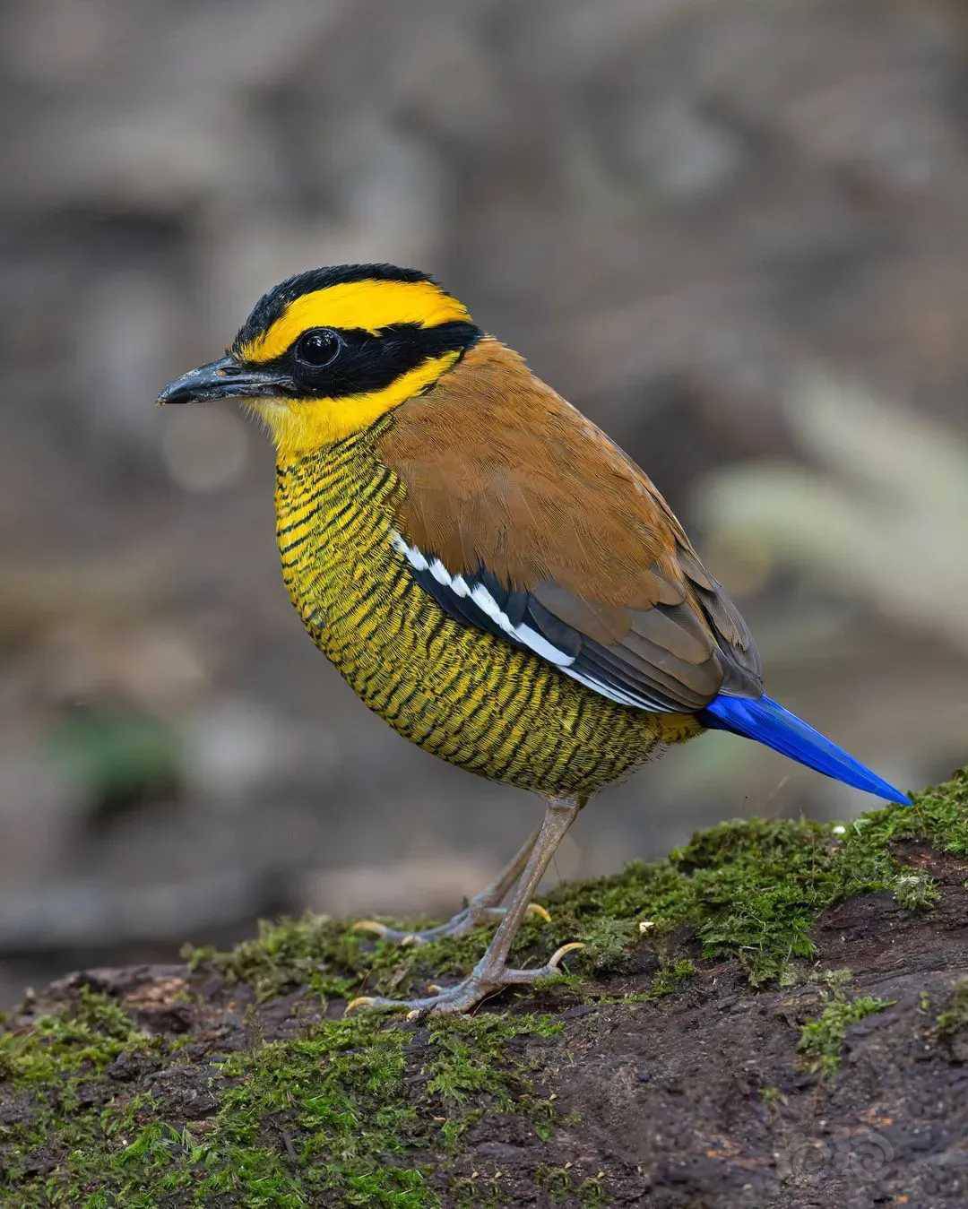 婆罗蓝尾八色鸫-图2