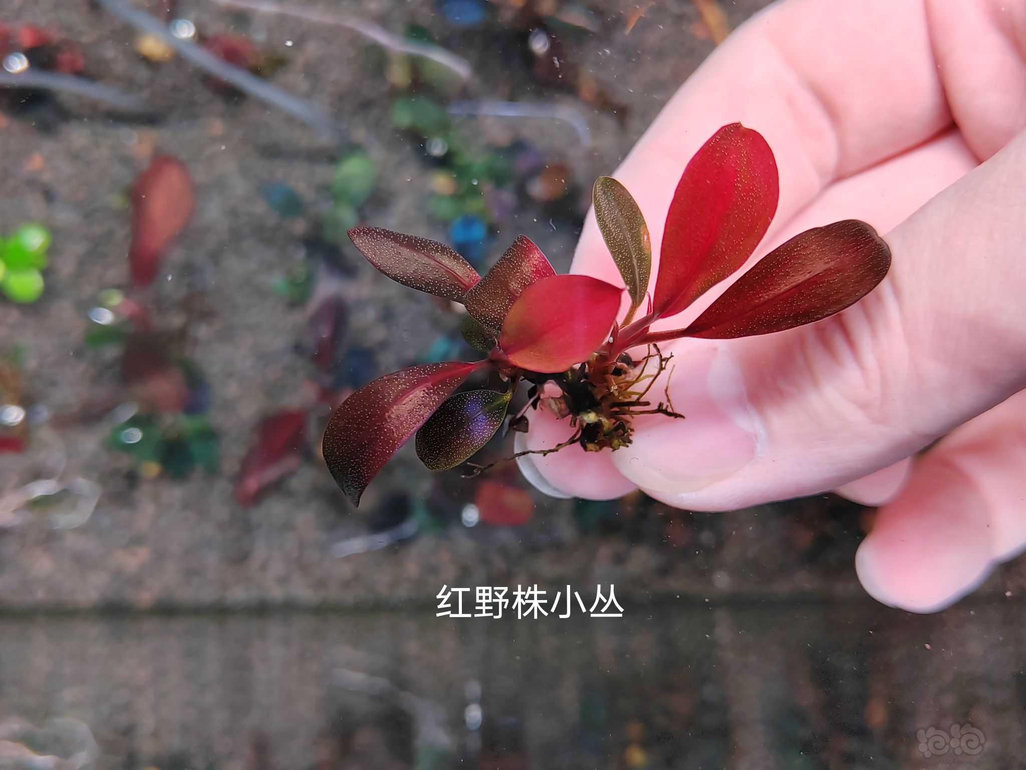 【水草】2022-11-14#RMB拍卖# 经典花溪海，绿翡翠，红野-图8
