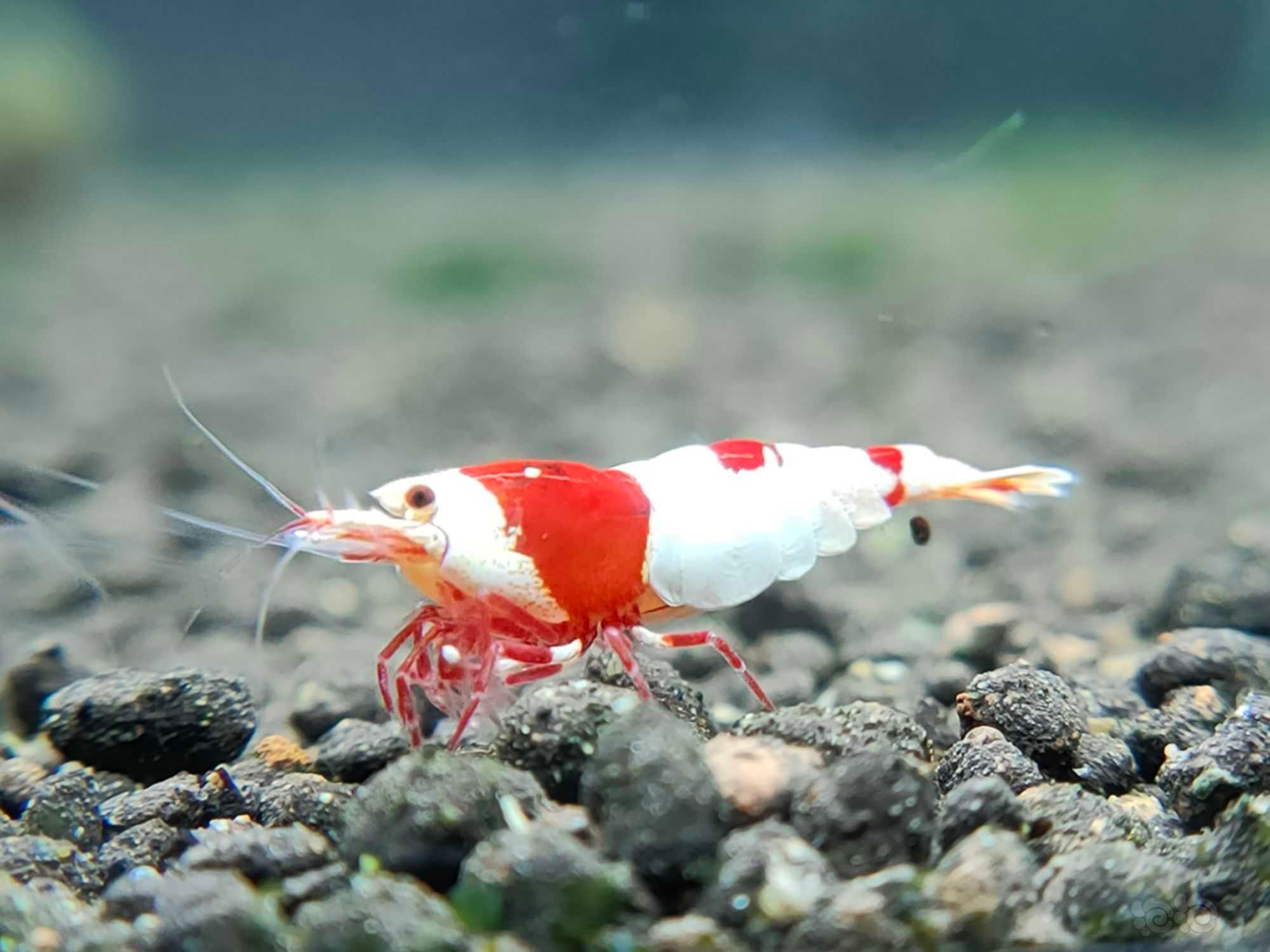 【水晶虾】出两组红白厚甲红爪苗-图6