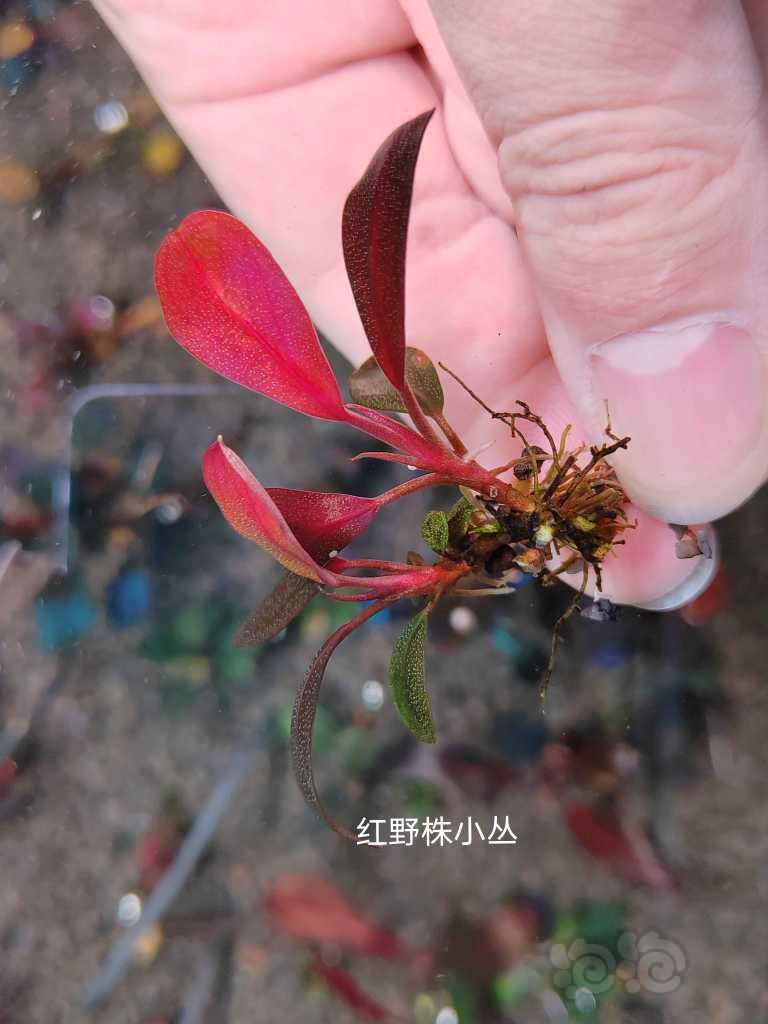 【水草】2022-11-14#RMB拍卖# 经典花溪海，绿翡翠，红野-图7