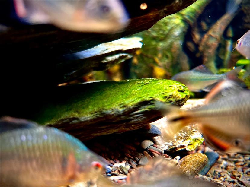 溪流缸短绒藻-图2