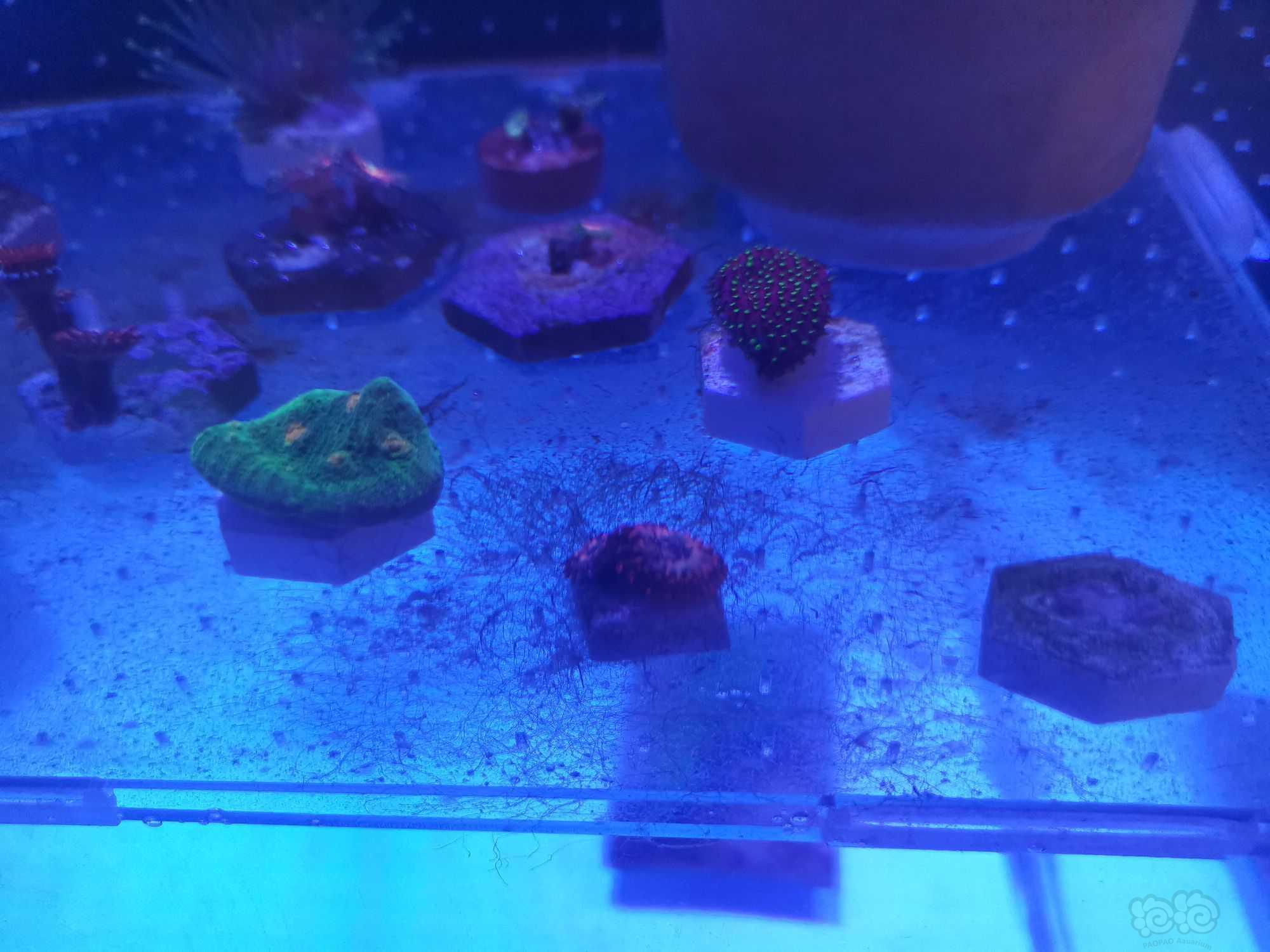 珊瑚缸里的黑丝状藻爆发-图1