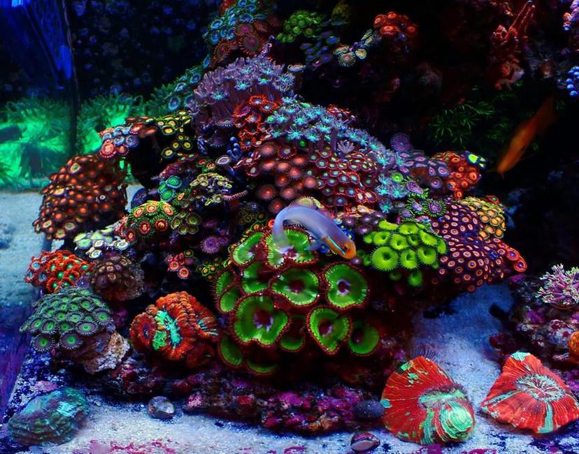 漂亮的珊瑚-图1