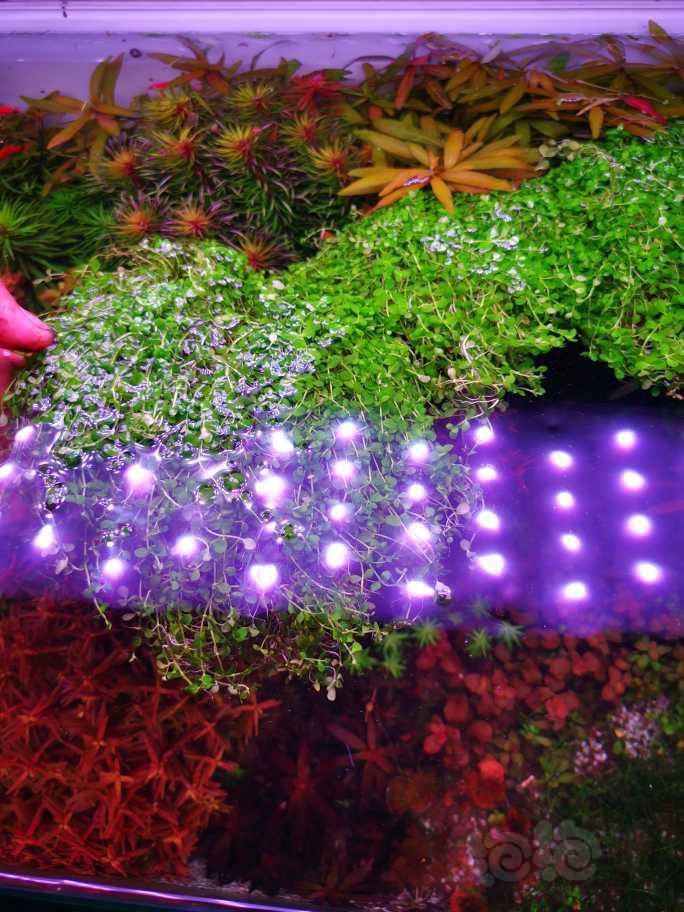 出一块爬地矮珍珠-图4