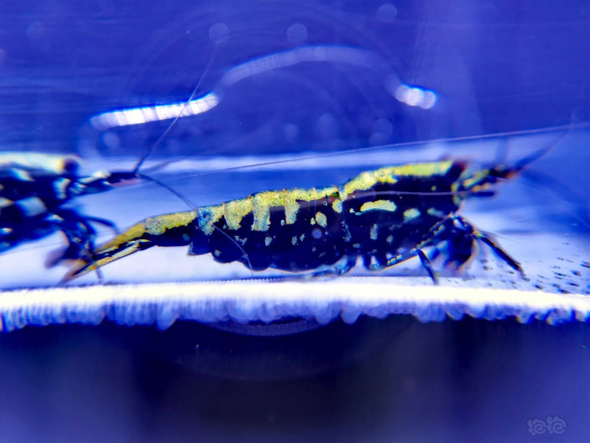 【水晶虾】出蓝蟒纹水晶虾-图2