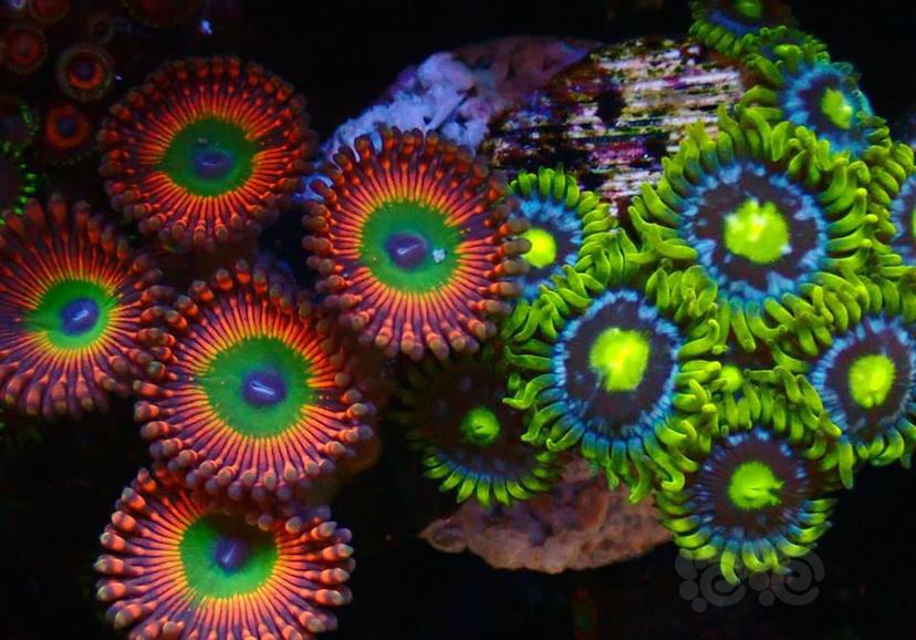 珊瑚有毒-图5
