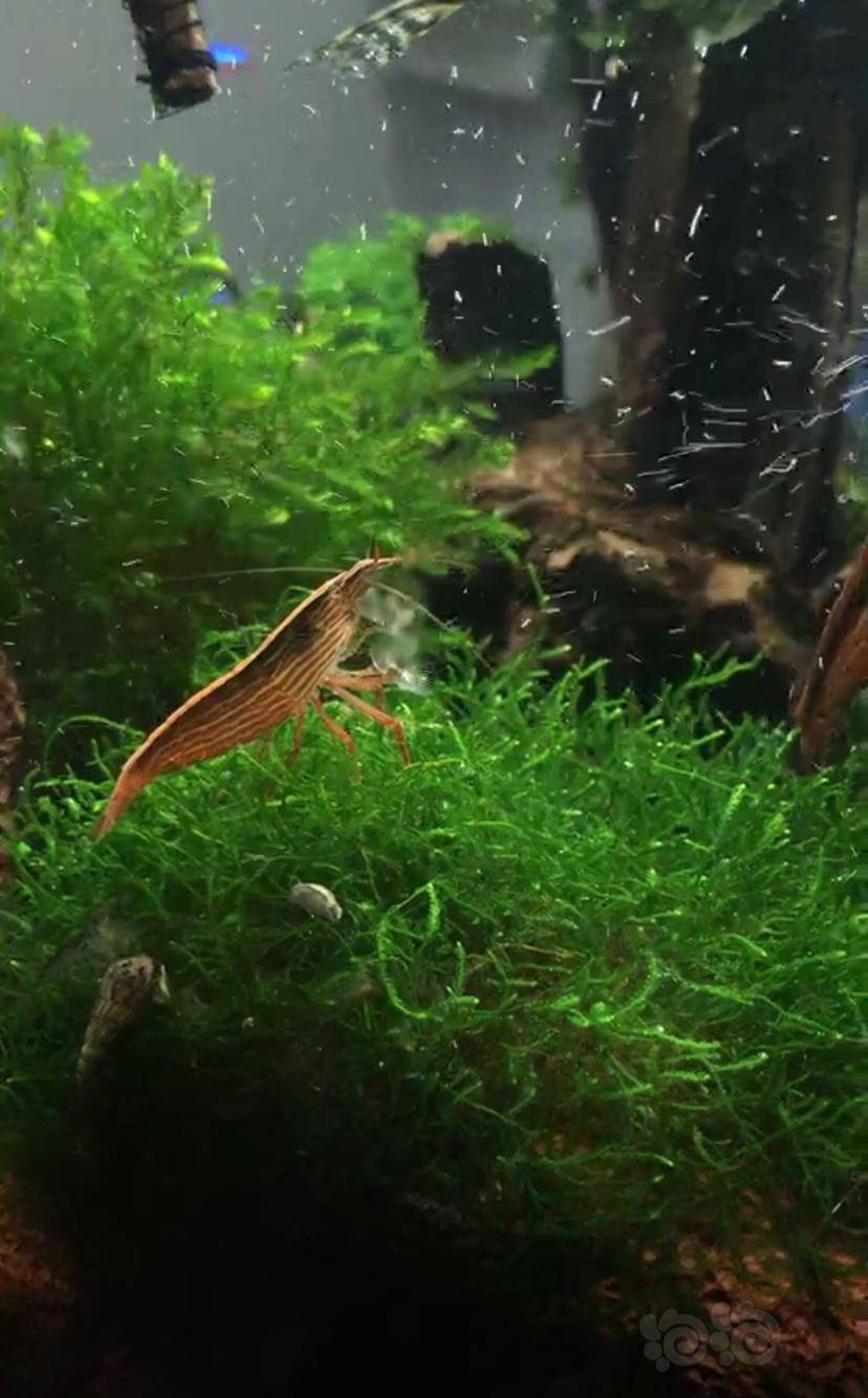 木纹网球虾-图1