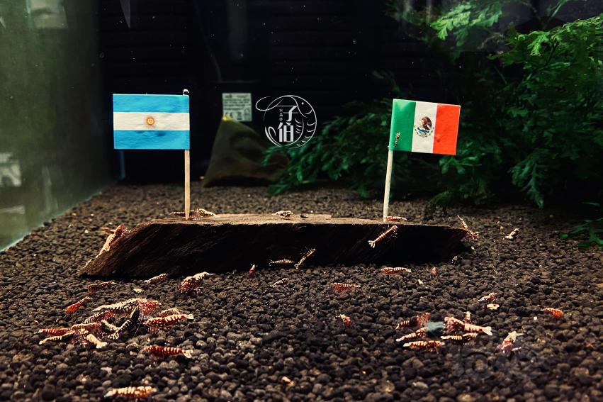 阿根廷vs墨西哥（水晶虾预测）-图1