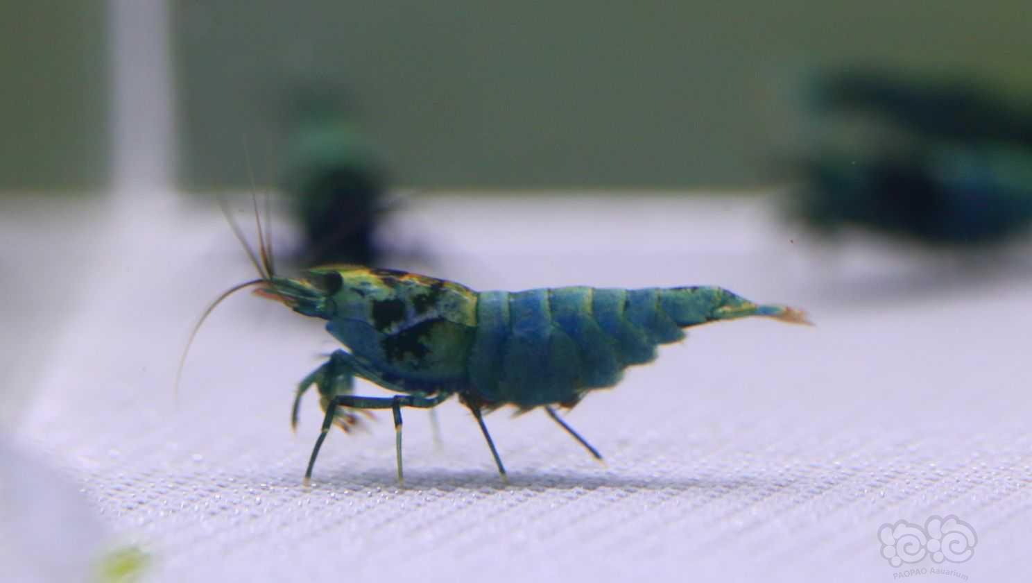 【水晶虾】出一组1 0只蓝区花头抱卵母-图5