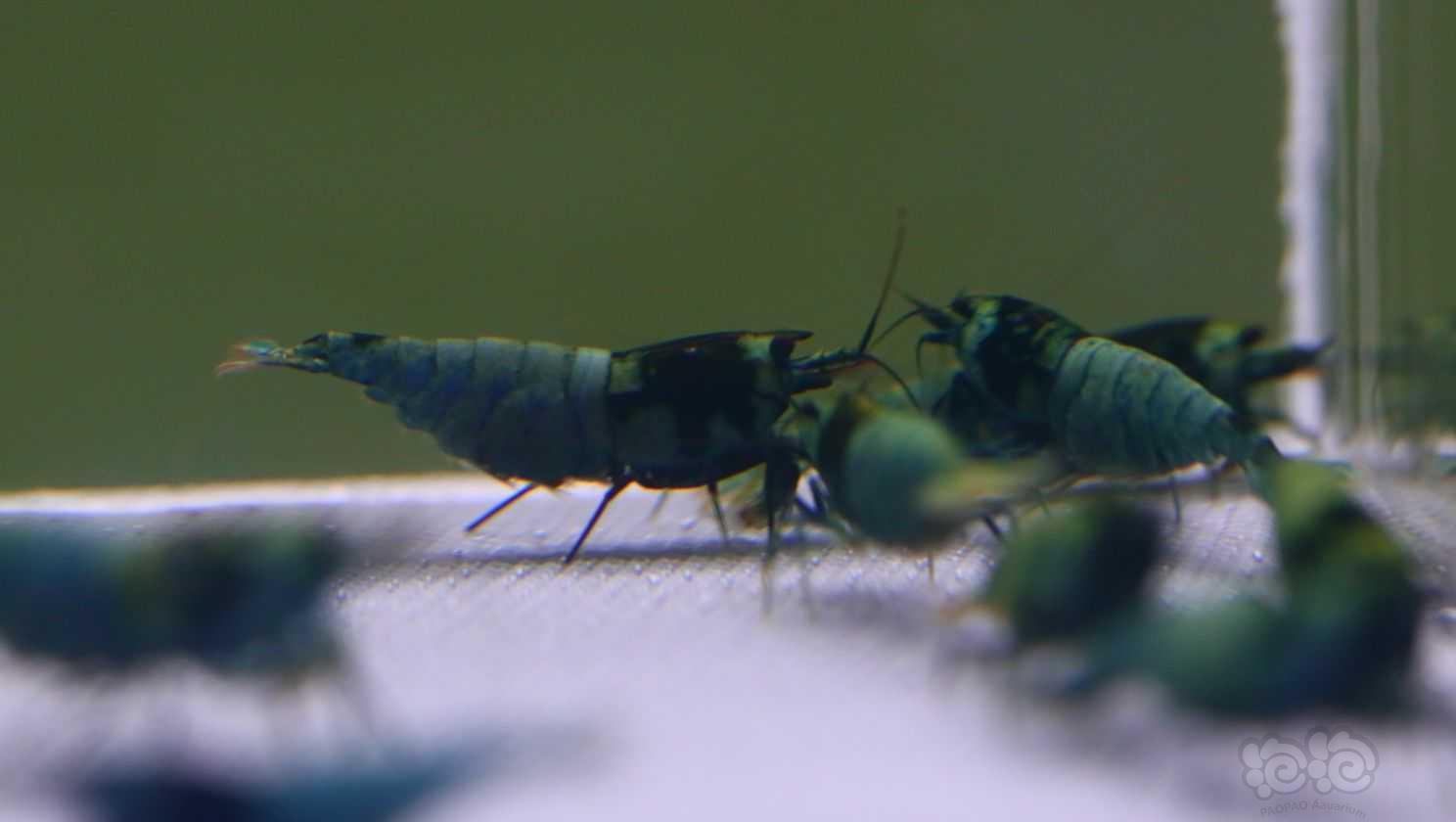 【水晶虾】出一组1 0只蓝区花头抱卵母-图1