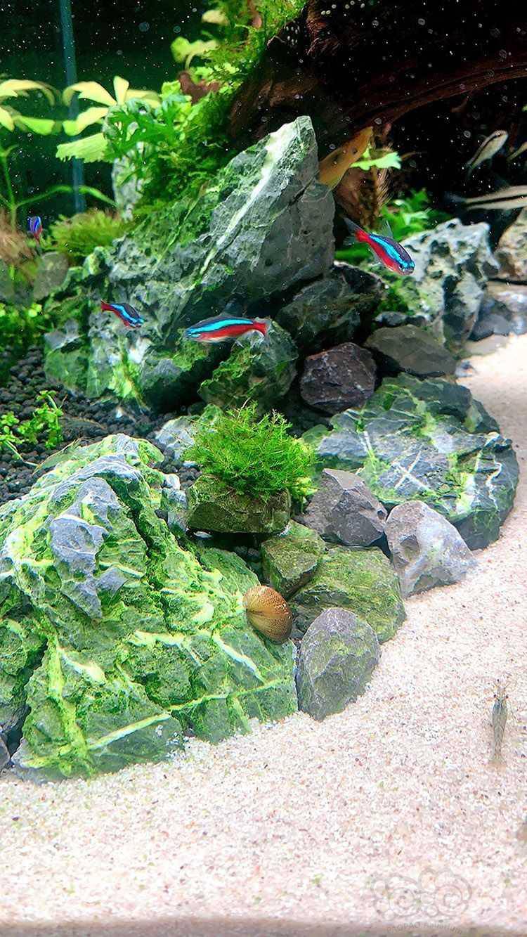 新品种"除藻大师"泰国黄金刚螺9.8元起