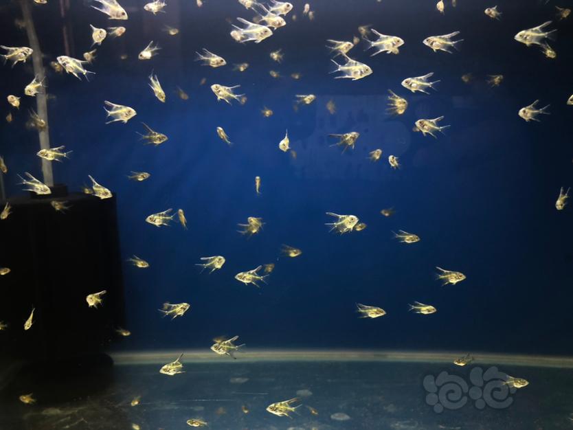 蓝魔燕鱼繁殖过程-图1