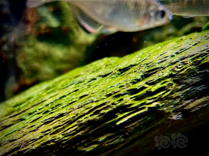 溪流缸短绒藻-图4